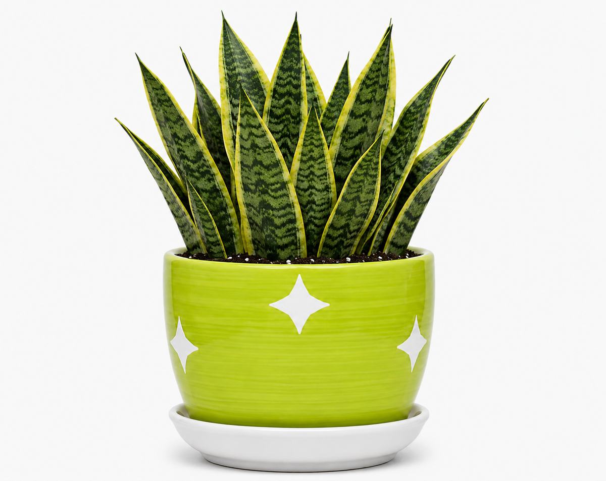 Snake Plant - Ceramic Stars Printed Pot