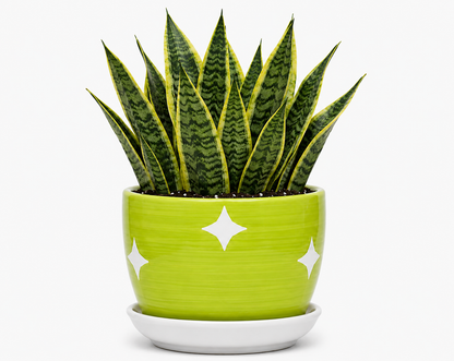 Snake Plant - Ceramic Stars Printed Pot