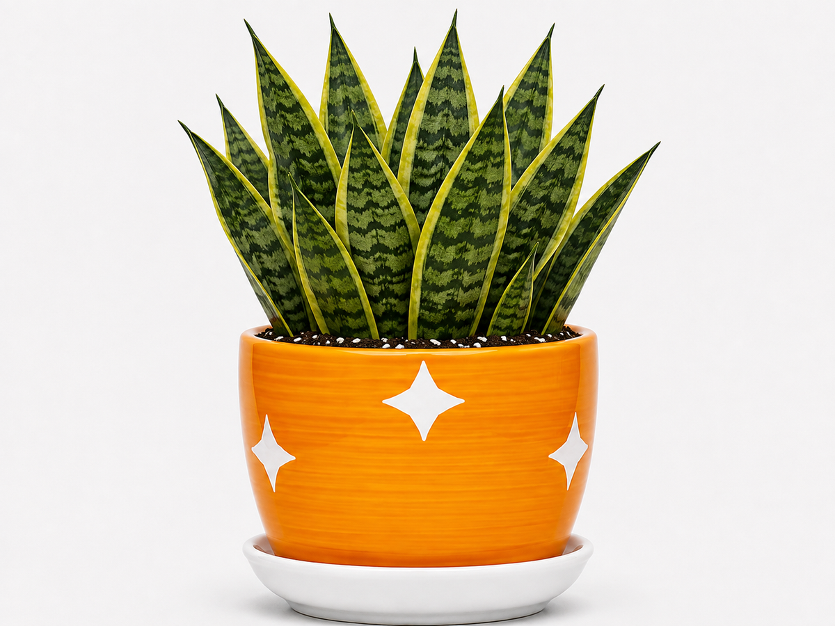 Snake Plant - Ceramic Stars Printed Pot
