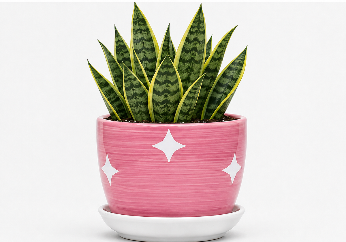 Snake Plant - Ceramic Stars Printed Pot