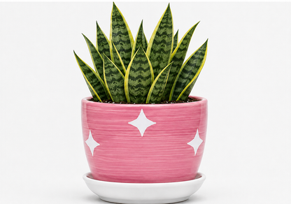 Snake Plant - Ceramic Stars Printed Pot