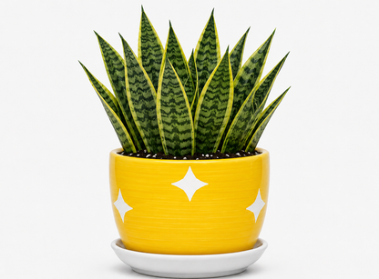 Snake Plant - Ceramic Stars Printed Pot