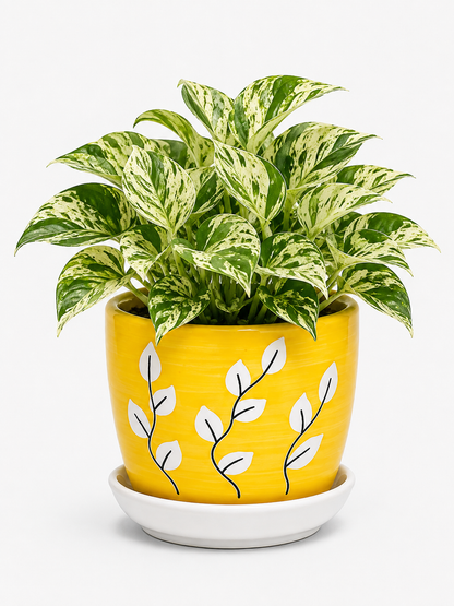 Marble Queen - Ceramic Tree Printed Pot