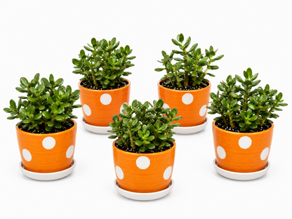 5 Jade Plants - Ceramic Polka Dots Pot