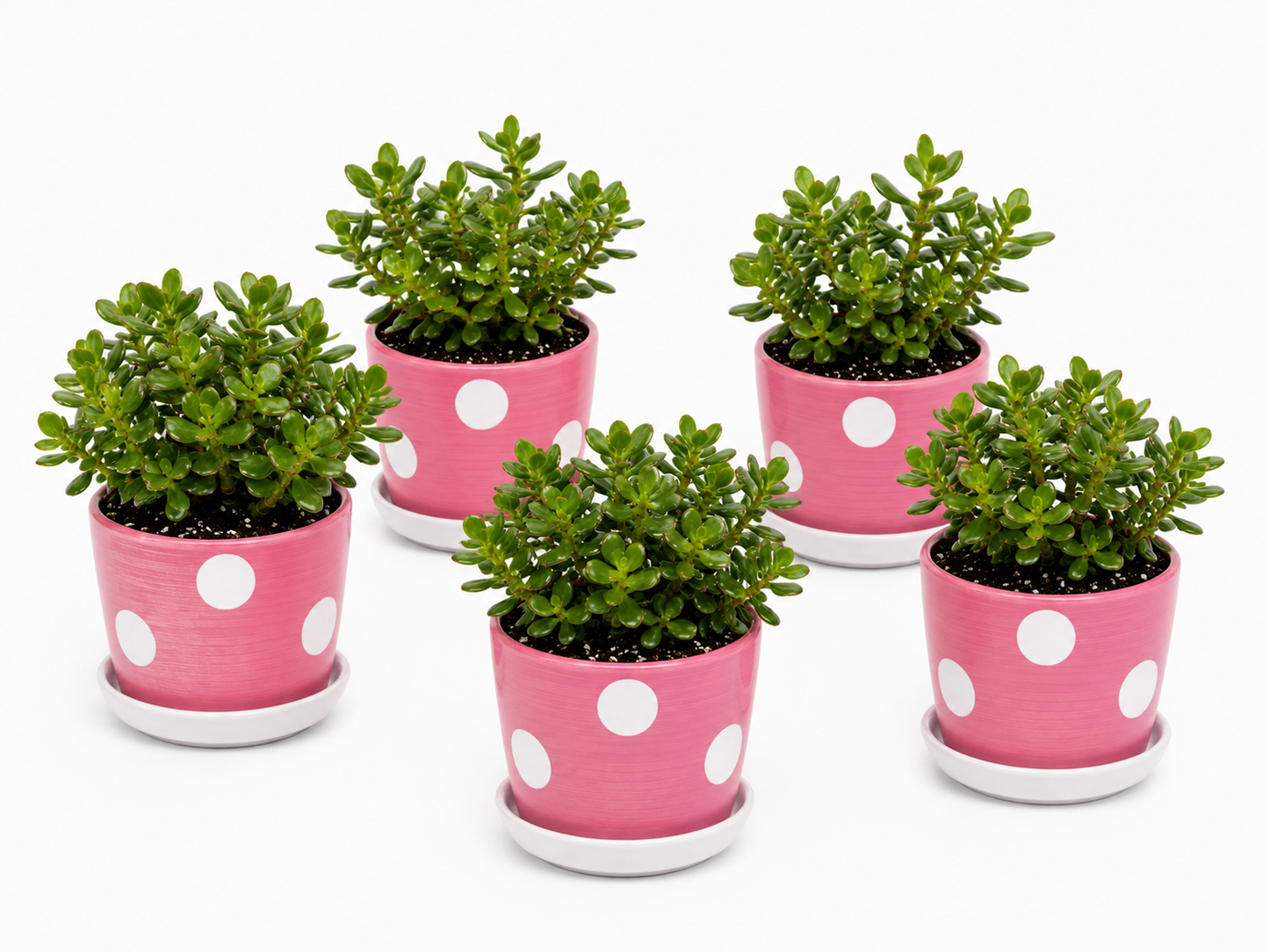 5 Jade Plants - Ceramic Polka Dots Pot