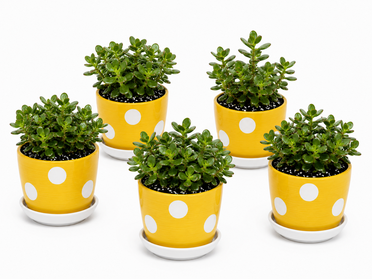 5 Jade Plants - Ceramic Polka Dots Pot