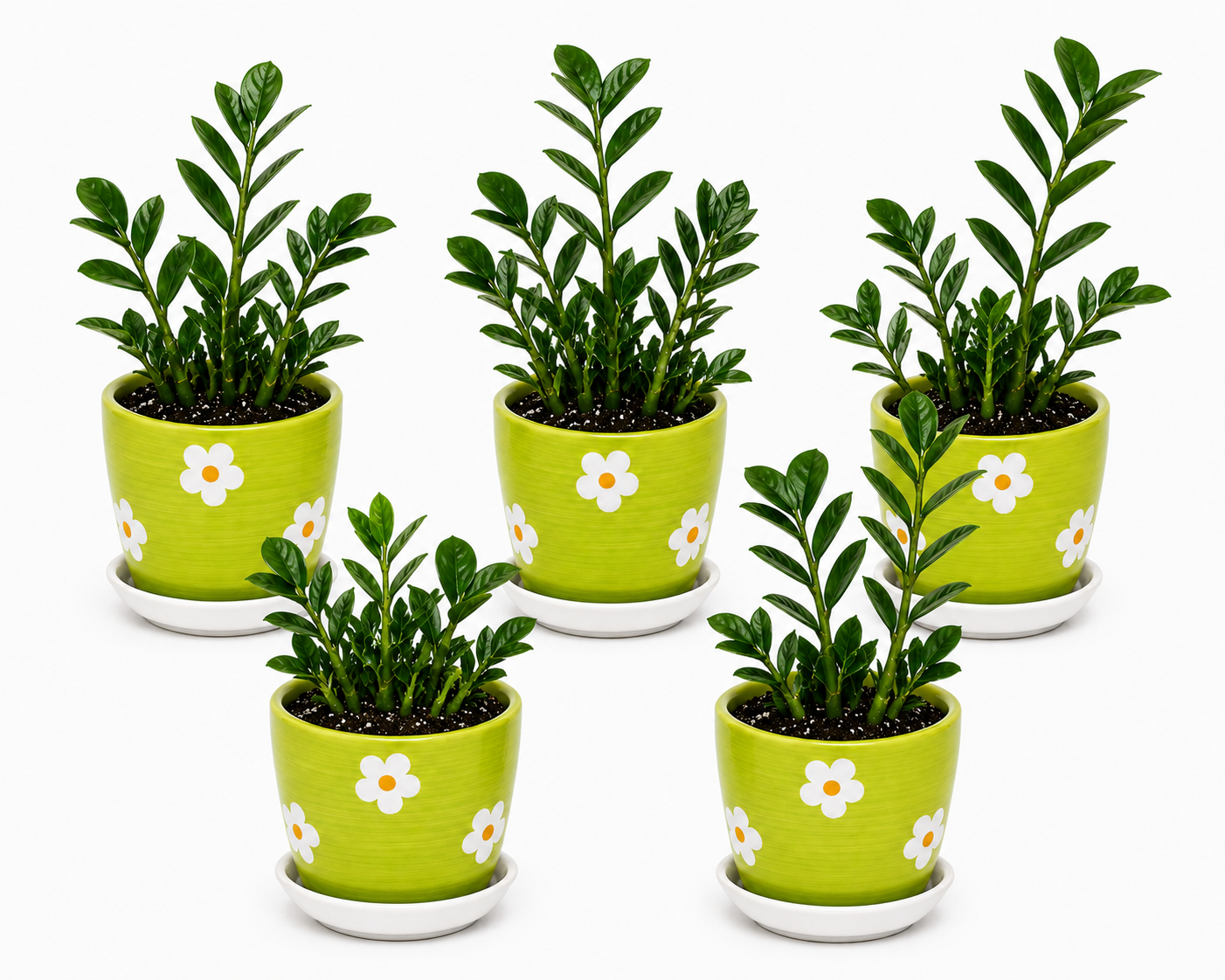 5 Zamia Palm - Ceramic Polka Flowers Pot