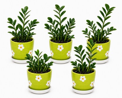 5 Zamia Palm - Ceramic Polka Flowers Pot