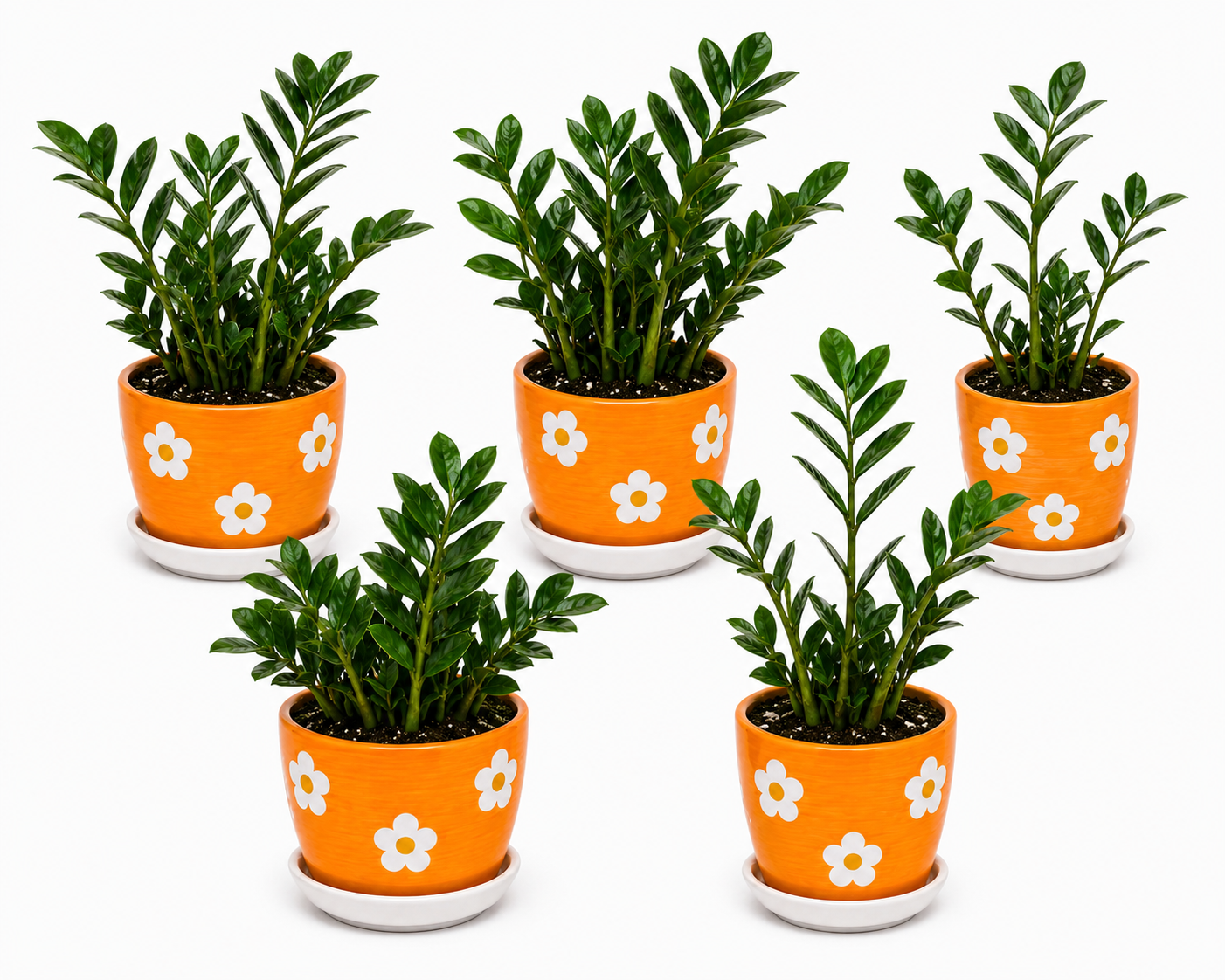 5 Zamia Palm - Ceramic Polka Flowers Pot