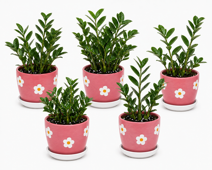 5 Zamia Palm - Ceramic Polka Flowers Pot
