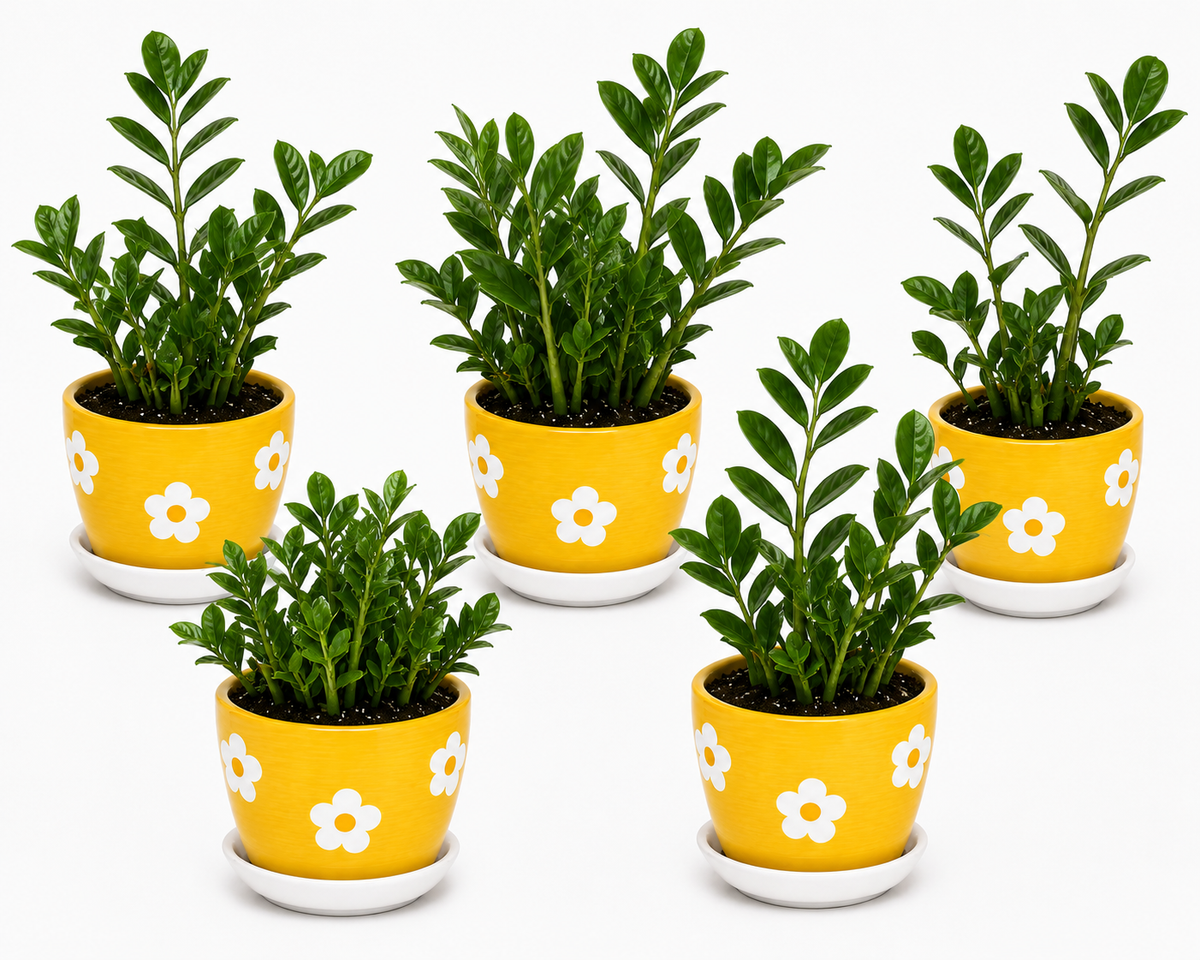 5 Zamia Palm - Ceramic Polka Flowers Pot