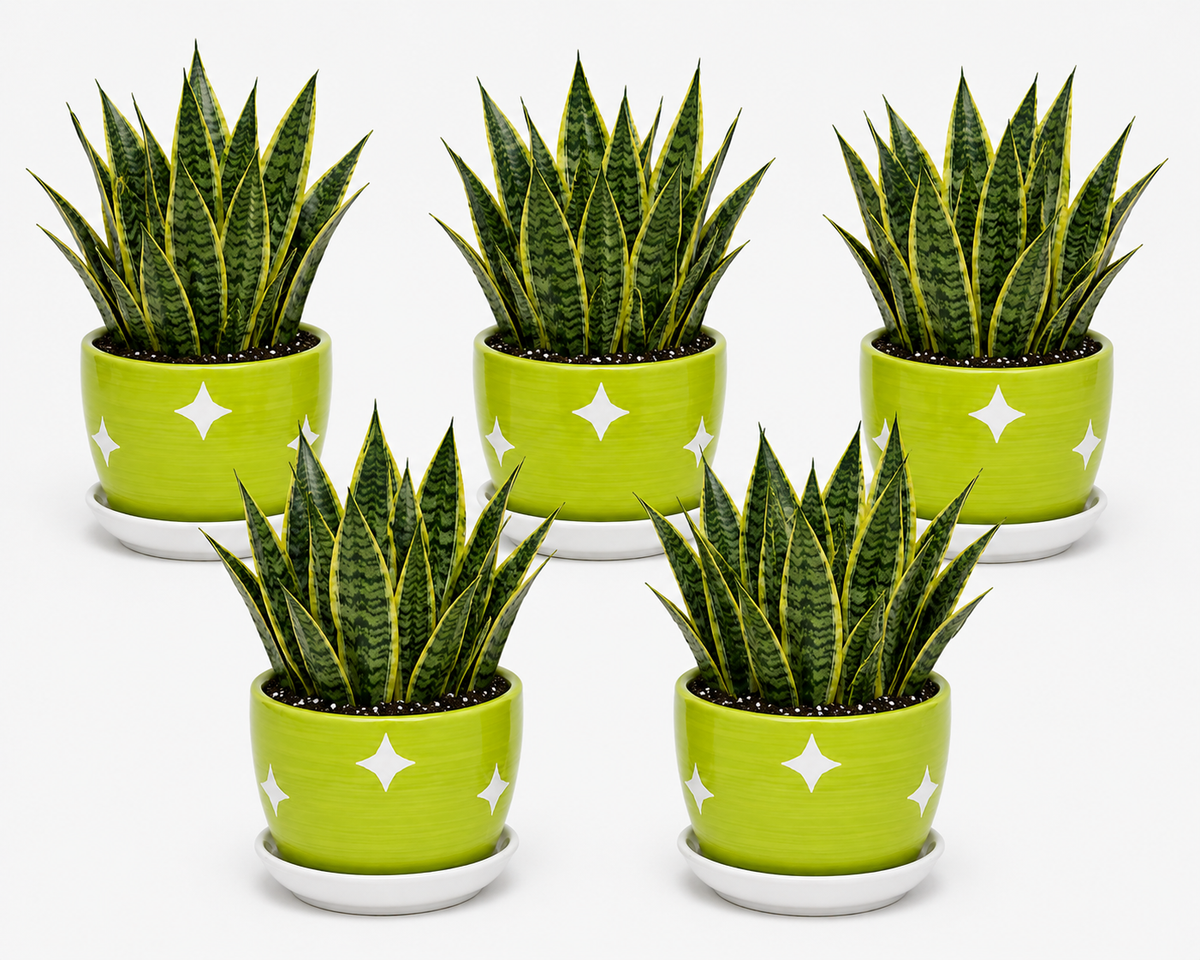5 Snake Plant - Ceramic Polka Stars Pot