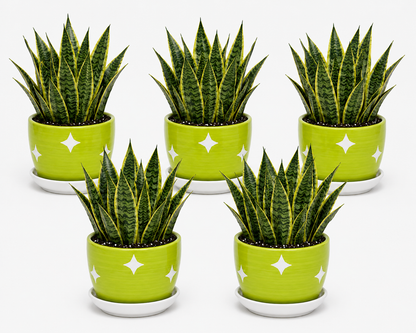 5 Snake Plant - Ceramic Polka Stars Pot