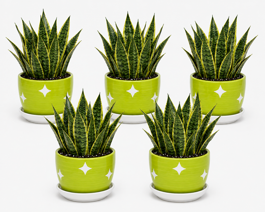 5 Snake Plant - Ceramic Polka Stars Pot