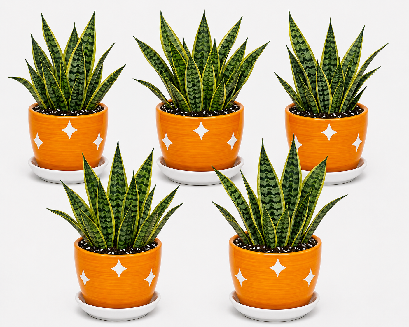5 Snake Plant - Ceramic Polka Stars Pot