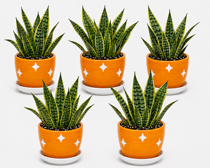 5 Snake Plant - Ceramic Polka Stars Pot