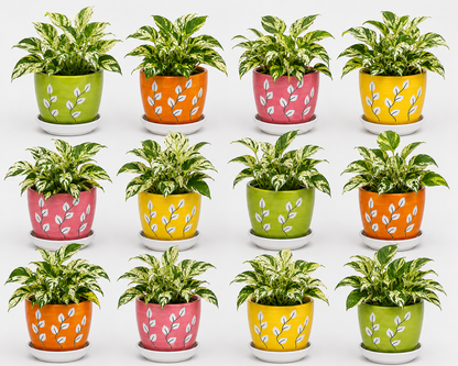 12 Marble Queen - Ceramic Mixed Tree Printed Pot