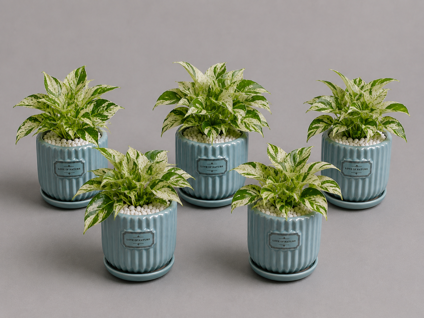 5 Marble Queen - Ceramic Front Label Printed Pot