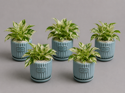 5 Marble Queen - Ceramic Front Label Printed Pot