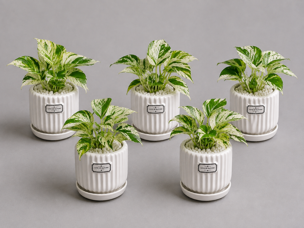 5 Marble Queen - Ceramic Front Label Printed Pot