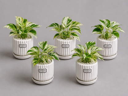 5 Marble Queen - Ceramic Front Label Printed Pot