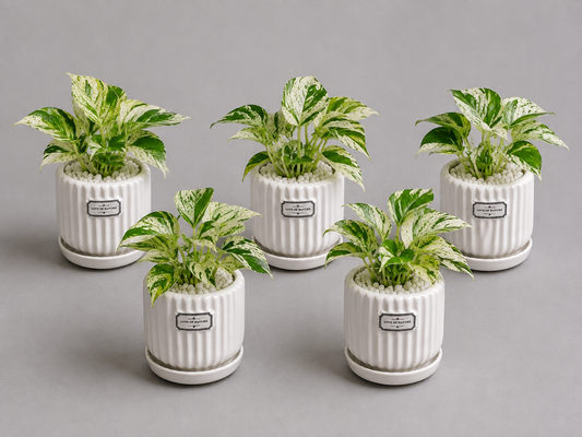 5 Marble Queen - Ceramic Front Label Printed Pot