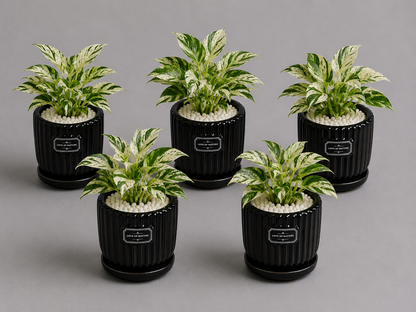 5 Marble Queen - Ceramic Front Label Printed Pot