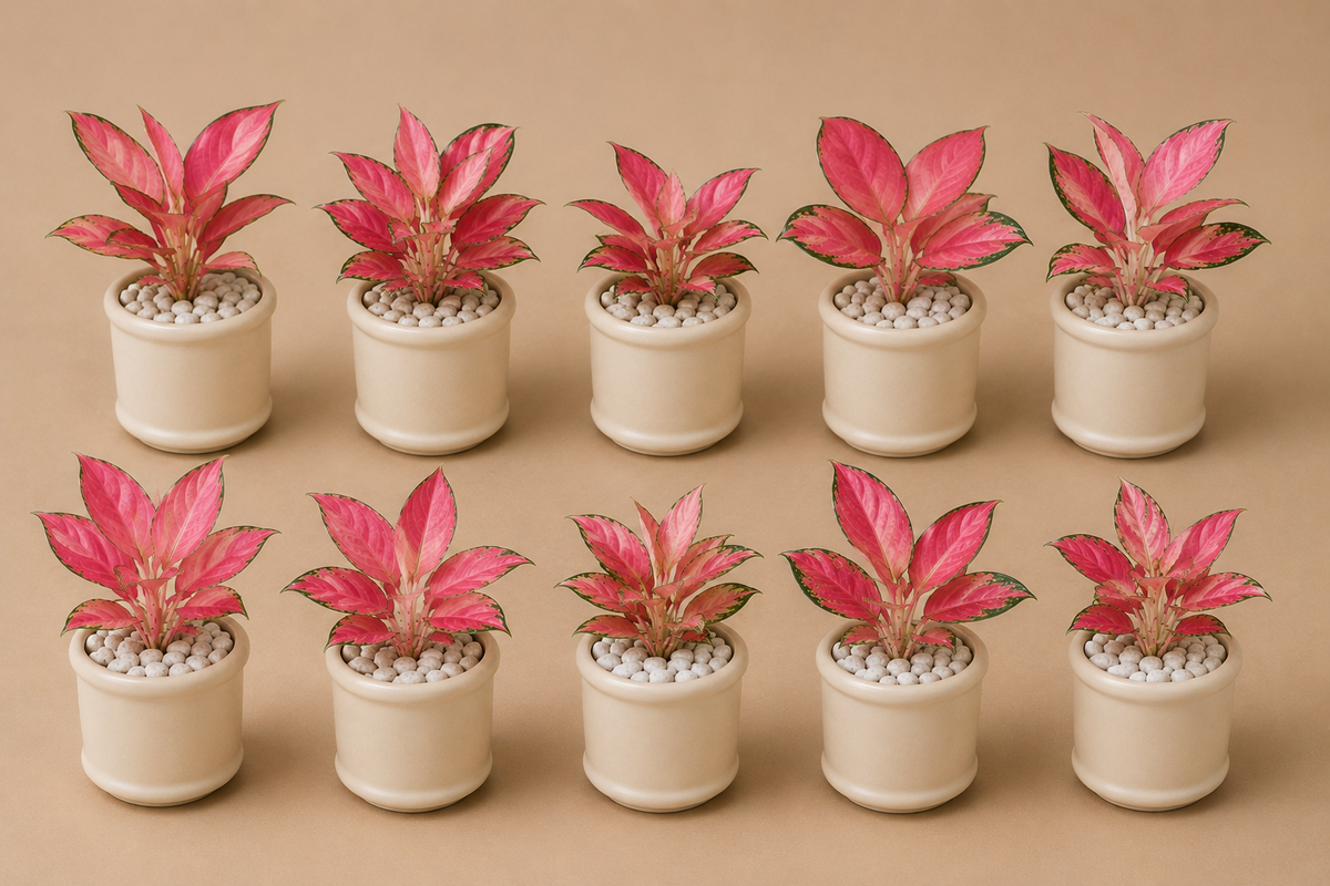10 Aglaonema Pink Lady - Ceramic Pillar Style Creme Pot