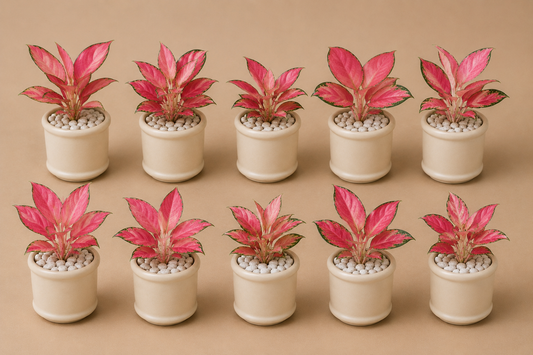 10 Aglaonema Pink Lady - Ceramic Pillar Style Creme Pot