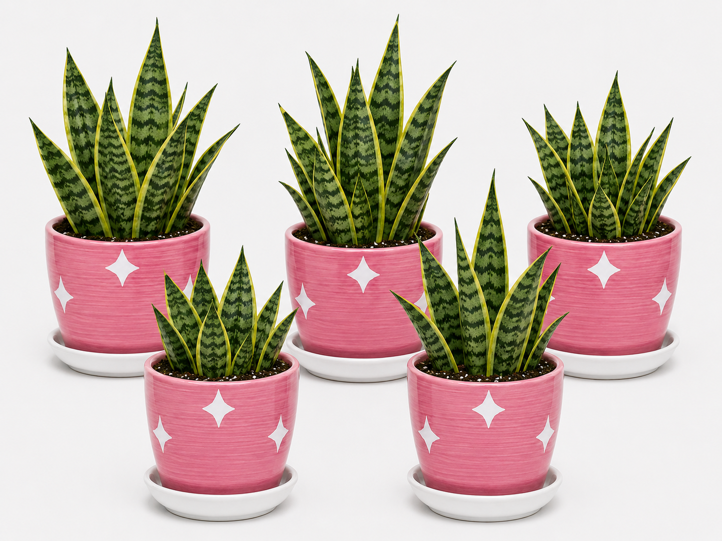 5 Snake Plant - Ceramic Polka Stars Pot