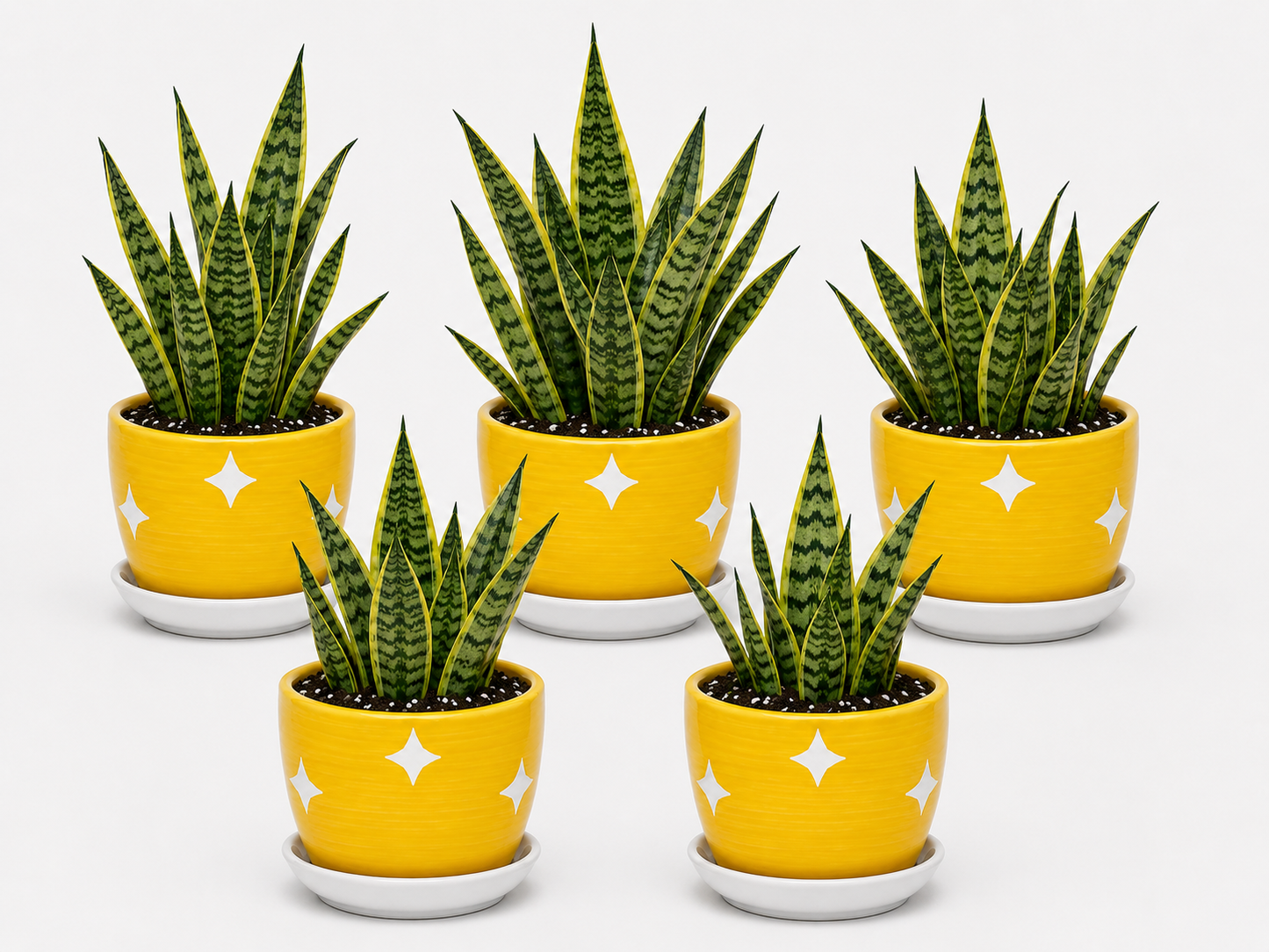 5 Snake Plant - Ceramic Polka Stars Pot