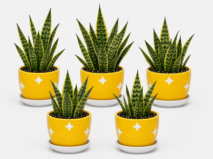 5 Snake Plant - Ceramic Polka Stars Pot