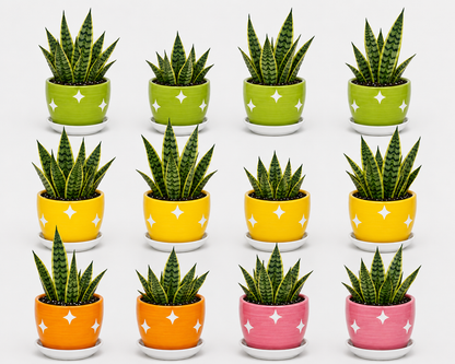 12 Snake Plant - Ceramic Mixed Polka Stars Pot