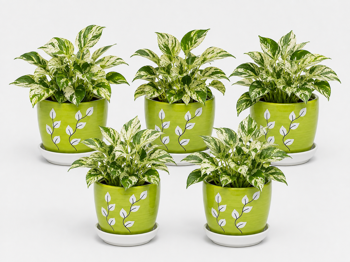 5 Marble Queen - Ceramic Tree Printed Pot