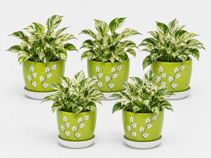 5 Marble Queen - Ceramic Tree Printed Pot