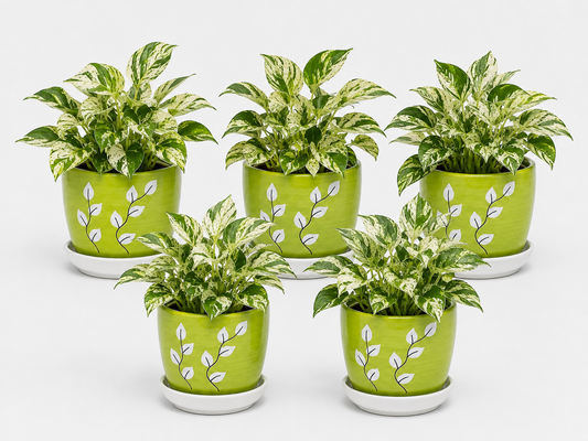 5 Marble Queen - Ceramic Tree Printed Pot