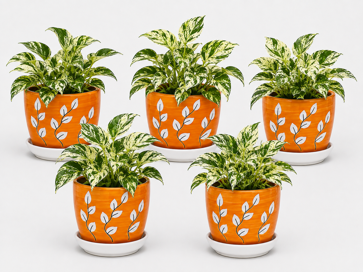 5 Marble Queen - Ceramic Tree Printed Pot