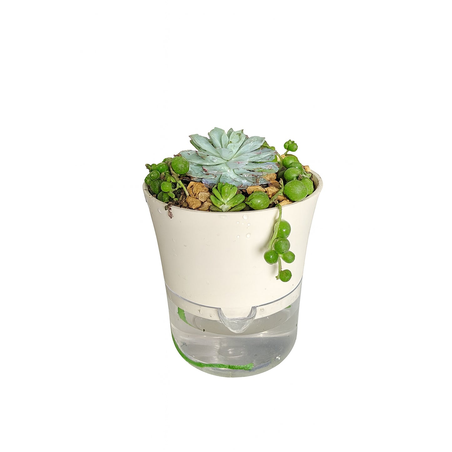 Succulent Bowl — Self-Watering Planter