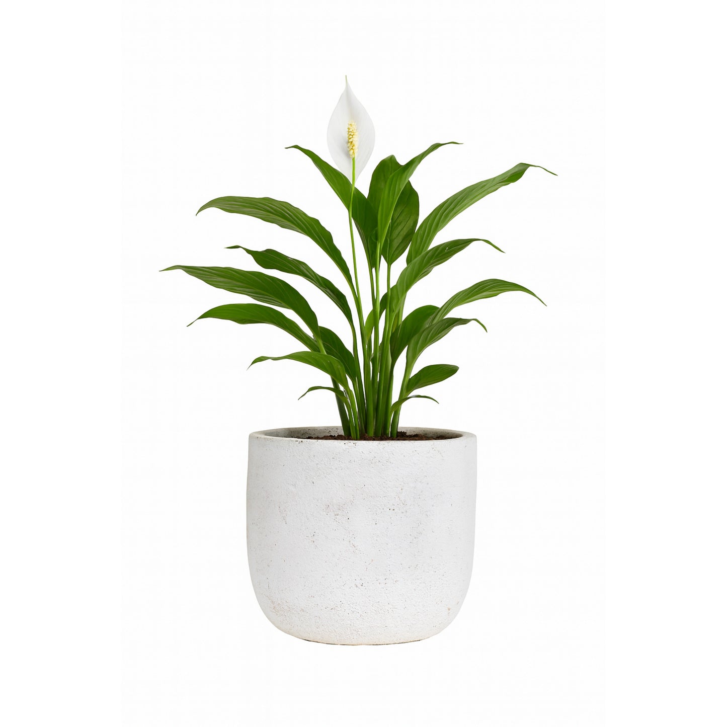 Peace Lily  - Textured - Ceramic  Pot