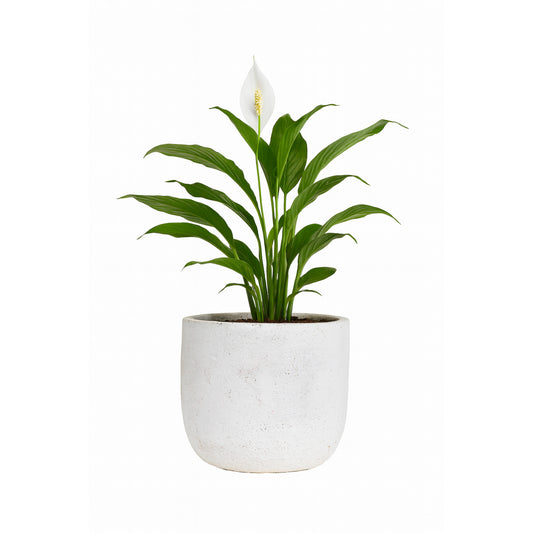 Peace Lily  - Textured - Ceramic  Pot