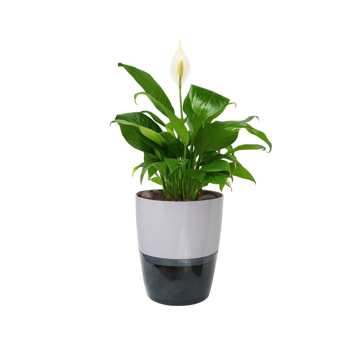 Peace Lily (Spathiphyllum)  - Self-watering Planter