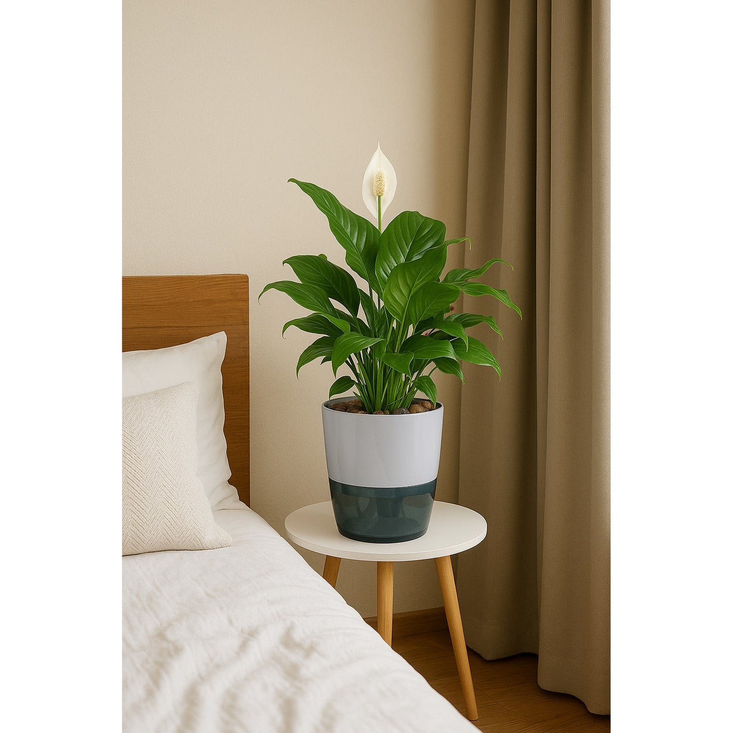 Peace Lily (Spathiphyllum)  - Self-watering Planter