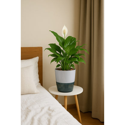 Peace Lily (Spathiphyllum)  - Self-watering Planter