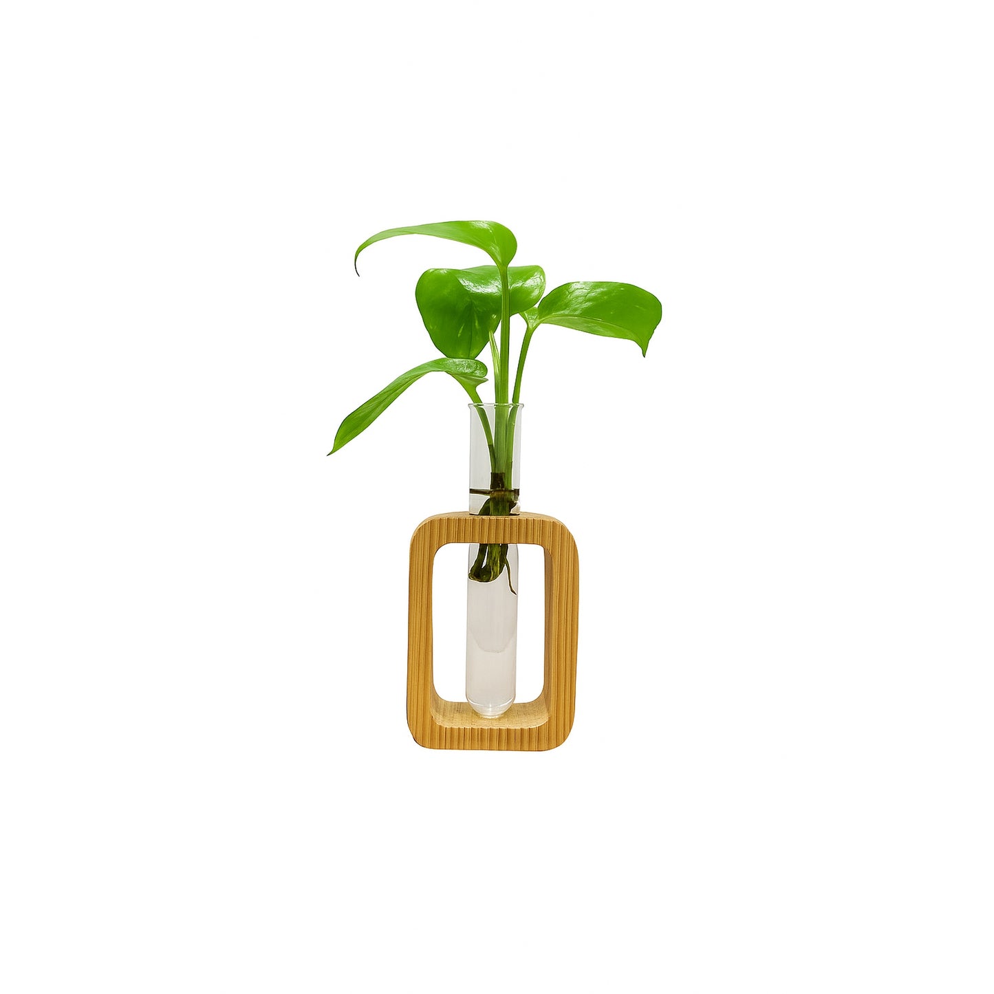 Hydroponic Plant in Wooden Stand (Single Tube)