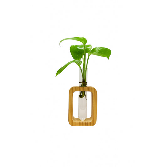 Hydroponic Plant in Wooden Stand (Single Tube)