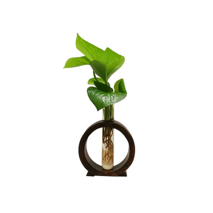 Hydroponic - Round Wooden Stand with Glass Vases - Money Plant