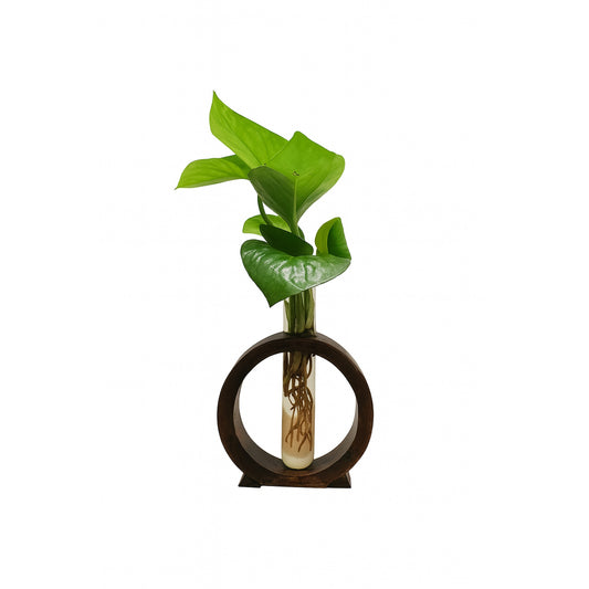 Hydroponic - Round Wooden Stand with Glass Vases - Money Plant