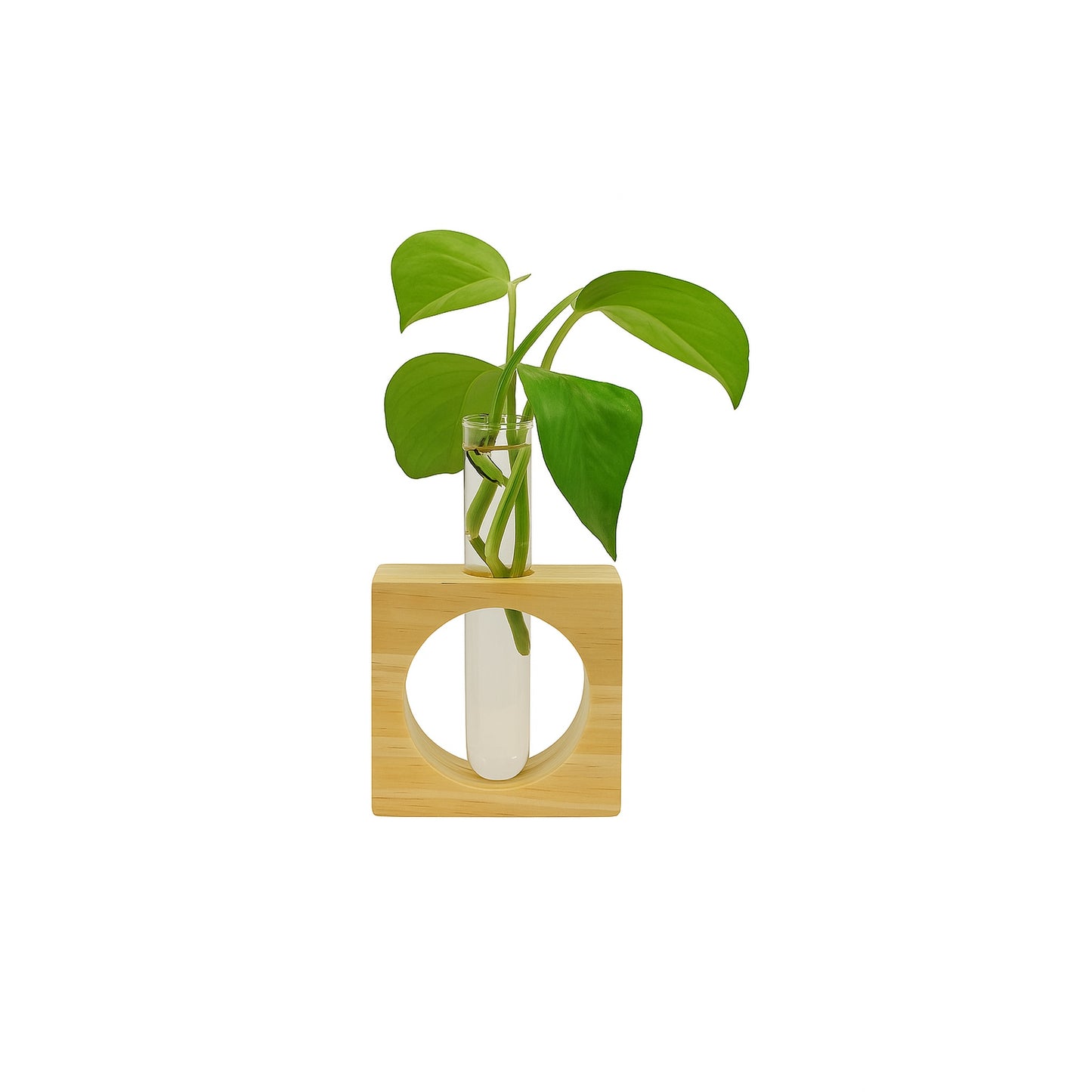 Hydroponic Plant — Elegant Wooden Stand with Glass Vases