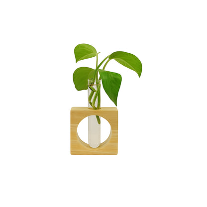 Hydroponic Plant — Elegant Wooden Stand with Glass Vases