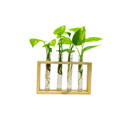 Hydroponic - Wooden Stand (Multiple Tubes) - Money Plant